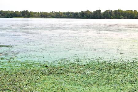 森林 河流 真菌 细菌 自然 湖泊 环境 损害 污染