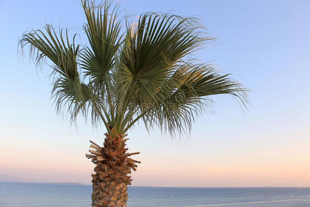 天空 植物 自然 爱琴海 棕榈 风景 美丽的