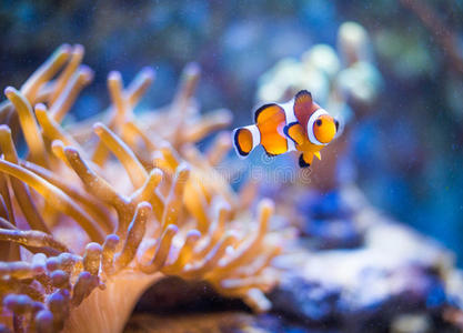 海洋 发现 生活 小丑鱼 海的 潜水 水族馆 可爱的 珊瑚