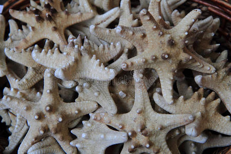 水下 美女 软体动物 动物 珊瑚 明星 夏天 生物 海星
