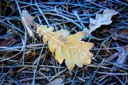 冰橡树叶放在草地上