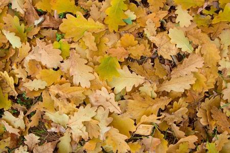 森林 特写镜头 秋天 美丽的 植物 落下 颜色 死亡 生活