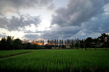 稻田水稻