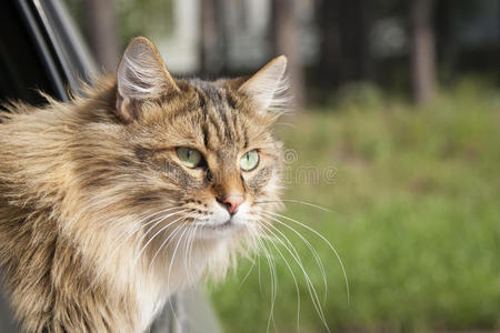 假期 可爱的 车辆 同伴 夏天 猎犬 爪子 旅行 动物 开车