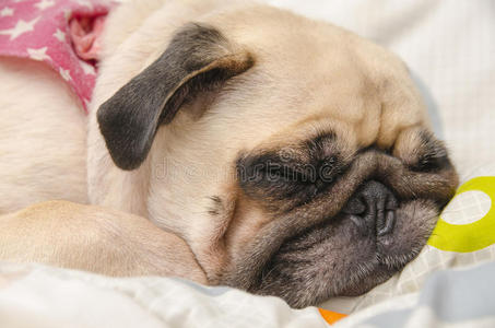 睡在床上的可爱的小狗的特写脸