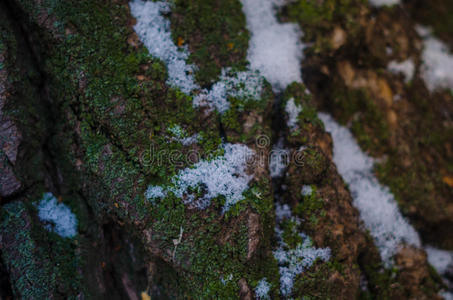 自然 植物 森林 色调 日志 卢布 环境 伯乐 古老的 橡树
