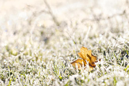 十月 太阳 寒冷的 特写镜头 植物 季节 早晨 白霜 秋天