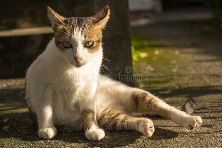 猫坐在地上