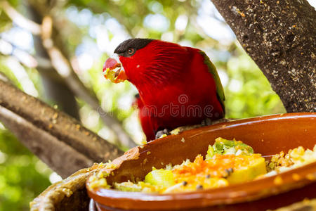 明亮的鹦鹉正在Loro公园LoroParque，Tenerife用种子从碗中喂食