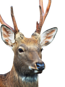 梅花鹿头素材图片