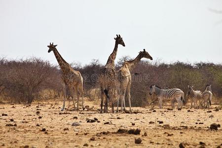 达马拉斑马和长颈鹿在水洞，Etosha，纳米比亚