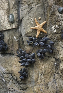五颗尖尖的海星附着在岩石上