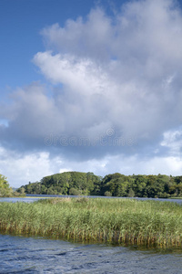 自然 风景 湖水 分支 拉夫 基拉尼 能够 爱尔兰 天空