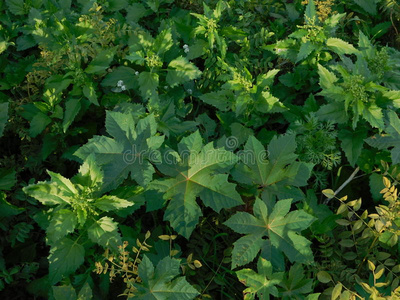 污垢 花园 栽培 植物学 自然 春天 生长 植物 土地 地面