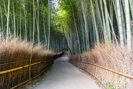 日本竹林径