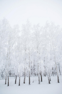 雪林中的桦树黑白相间