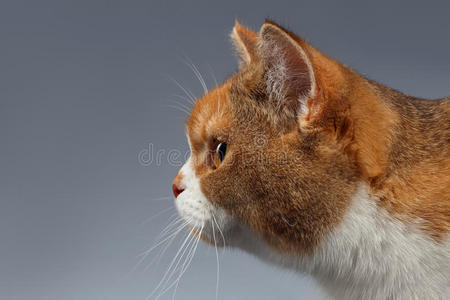 特写红色英国猫在侧面视图灰色