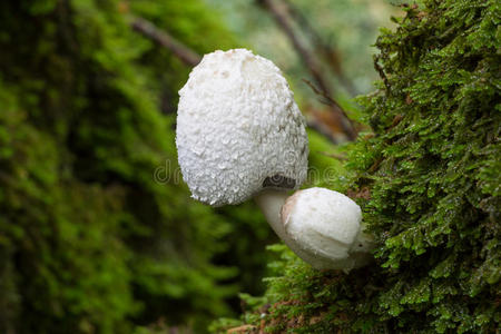 秋天 自然 森林 蘑菇 生长 苔藓 真菌 特写镜头