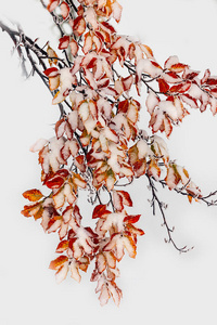 场景 十二月 落下 分支 森林 秋天 地毯 美女 公司 树叶