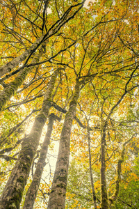 自然 秋天 天空 树林 树叶 桦木 枫树 林地 王冠 阳光