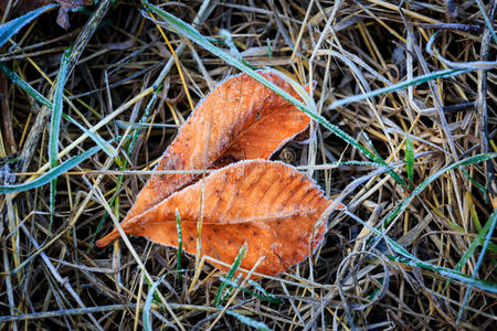 冰冻的秋叶在草地上