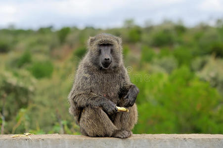 肯尼亚国家公园石头上的狒狒