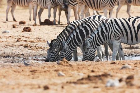 达马拉斑马和长颈鹿在水洞，Etosha，纳米比亚