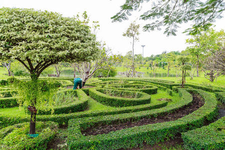 颜色 诗丽吉 成长 植物区系 园艺 地标 美丽的 草坪 环境