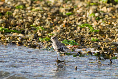 风景 羽毛 三角洲 意大利 海鸟 自然 海的 湿地 脖子
