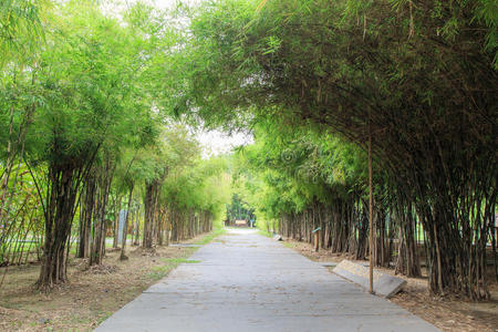 竹路，植物园