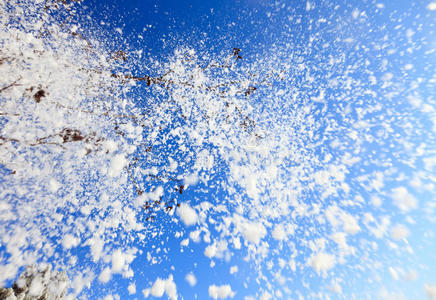 在冬天飘落的雪花图片