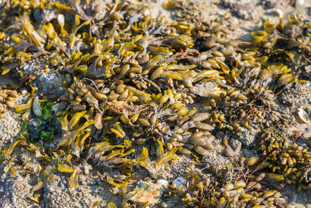 生活 海的 甲壳类动物 海岸 自然 沿海 藻类 海洋生物