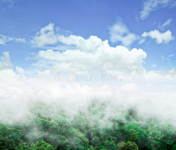 薄雾 夏天 天空 森林 风景 朦胧 公园 小山 环境 丛林