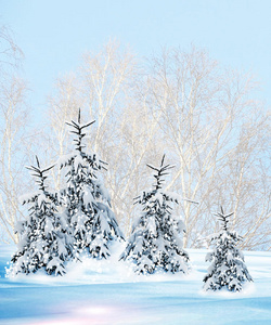 卡片 公园 寒冷的 降雪 太阳 假日 松木 一月 季节 新的