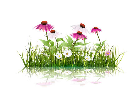 绿草和紫锥花紫锥花花，白色雏菊，野花与倒影
