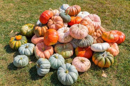 奥加 农业 市场 落下 领域 万圣节 多种 十月 颜色 生长
