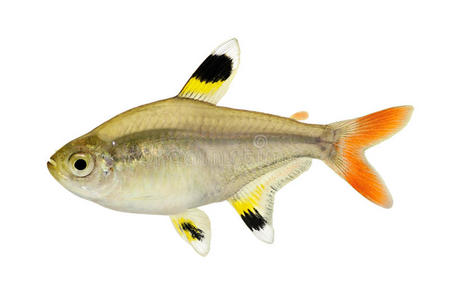 金黄色葡萄球菌x射线四条鱼在白色上分离照片