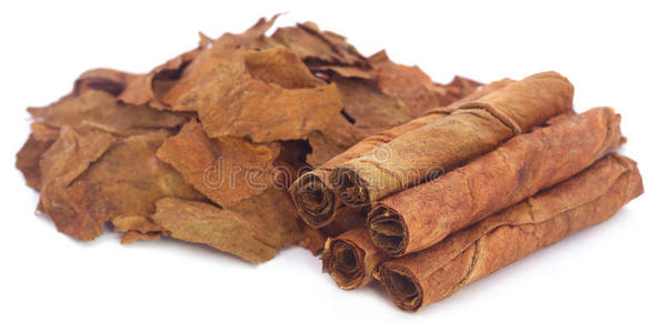 烟叶种植园烟叶(烟草)太阳能光伏板系统的大面积生产更新干烟叶特写