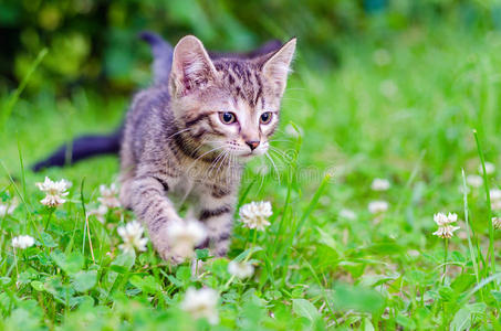 面对 夏天 甜的 宠物 开花 外部 毛皮 斑猫 动物 猫科动物