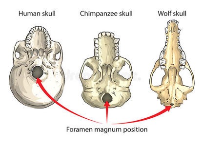 枕骨大孔解剖图图片