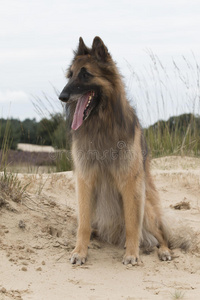 狗，比利时牧羊人特沃伦，眺望沙丘
