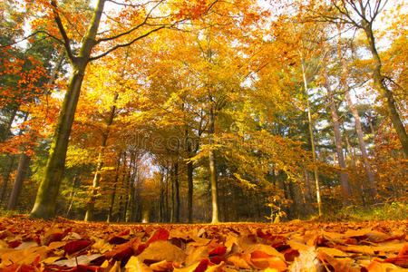 秋天的树林，公园