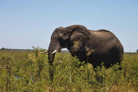 非洲大象在茂密的灌木丛中觅食，在纳米比亚的Bwabwata国家公园