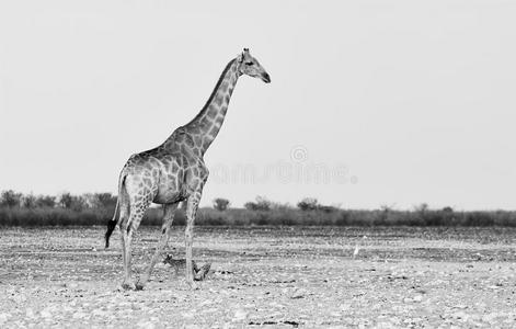 长颈鹿黑白照片