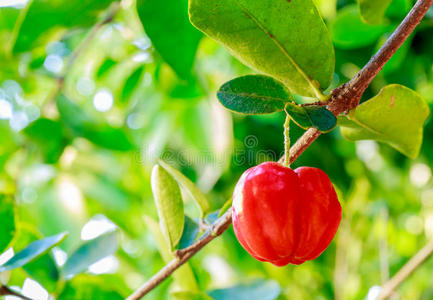 巴西针叶樱桃图片