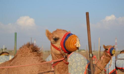 枪口 赛跑 运输 反刍动物 鞍形 迪拜 鼻子 有趣的 骆驼