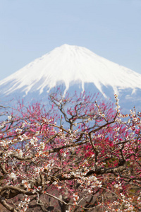 春天的中国梅花和富士山