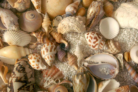 变异 夏天 水下 收集 美丽的 海洋 海滩 旅行 贝壳 海星