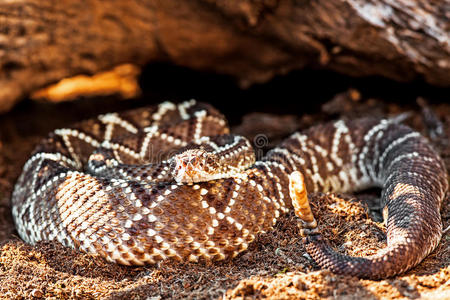 危险的南美洲响尾蛇靠岩石照片