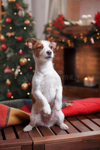 狗杰克罗素猎犬假期，圣诞节